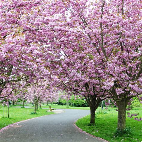 blooming cherry trees.